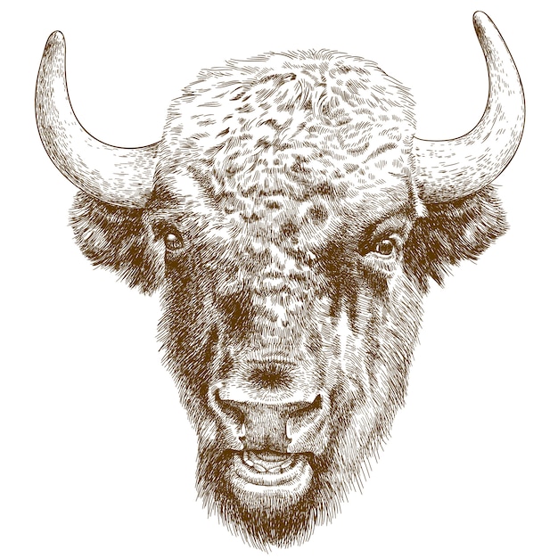 Premium Vector Engraving antique illustration of bison head