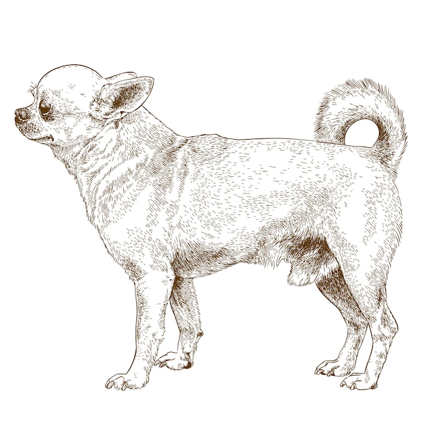 Premium Vector Engraving Drawing Of Chihuahua Dog
