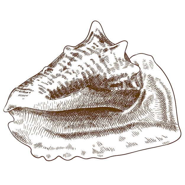 Premium Vector Engraving Drawing Illustration Of Big Conch Shell