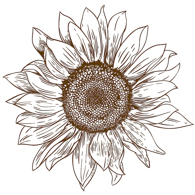 Download Engraving drawing illustration of big sunflower | Premium ...