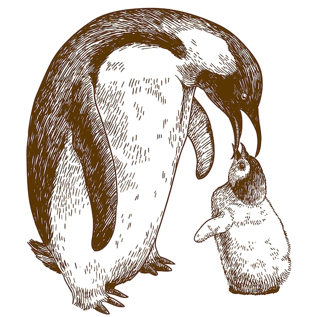 皇帝ペンギンの図面イラストを彫刻し 雛 プレミアムベクター