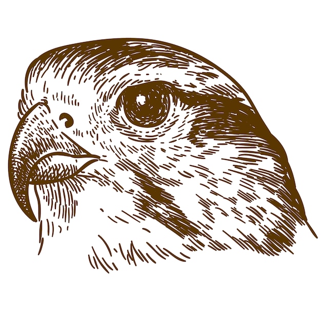 プレミアムベクター 鷹の頭のデッサンイラストを彫刻