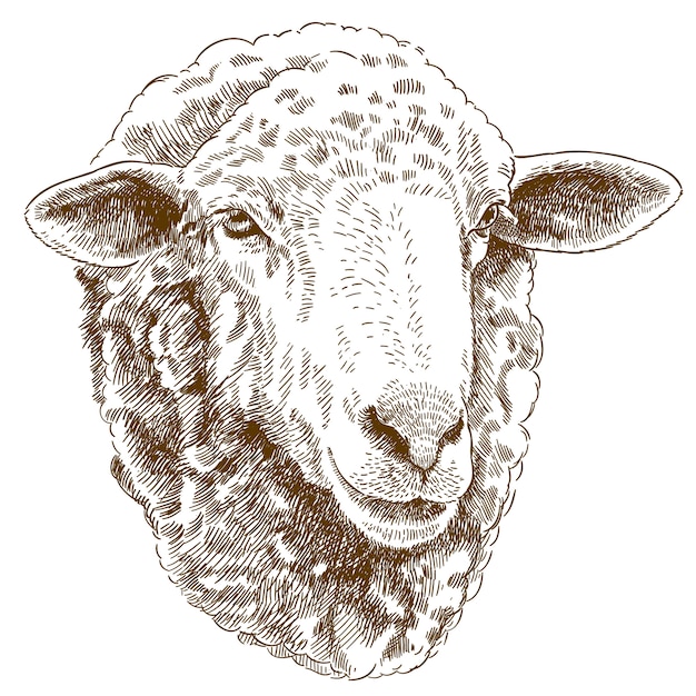 Engraving drawing illustration of sheep head Premium Vector