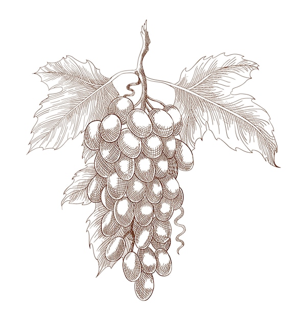 白い背景の枝にブドウを刻む ワインの原料 モノクロイラストブドウの房と葉 手描きのスケッチ プレミアムベクター
