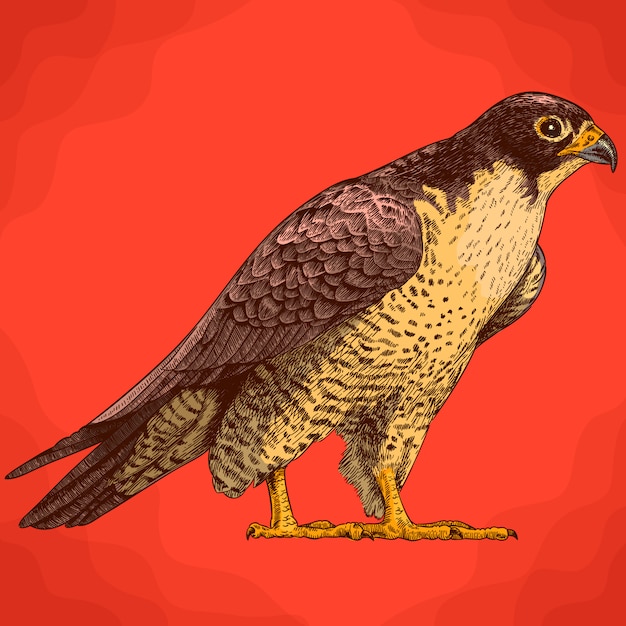 Download Free Peregrine Falcon Images Free Vectors Stock Photos Psd Use our free logo maker to create a logo and build your brand. Put your logo on business cards, promotional products, or your website for brand visibility.