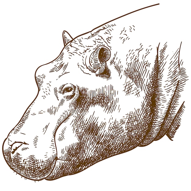 Premium Vector | Engraving illustration of hippopotamus head