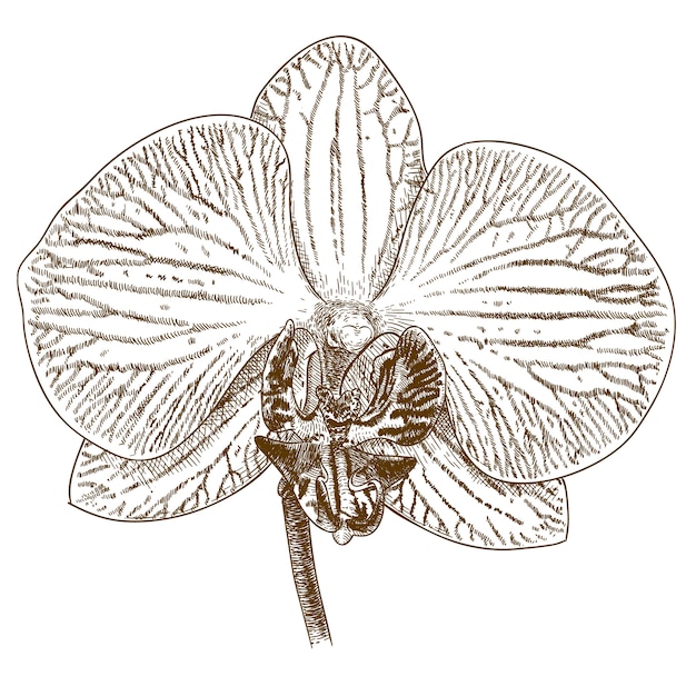 胡蝶蘭の彫刻イラスト プレミアムベクター