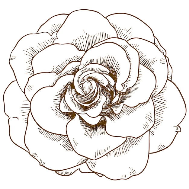 バラの花のイラストを彫刻 プレミアムベクター
