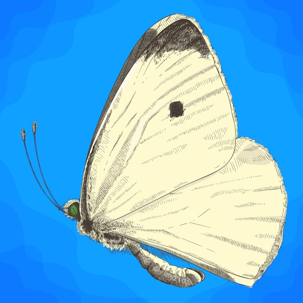 小さなキャベツの白い蝶の彫刻イラスト プレミアムベクター