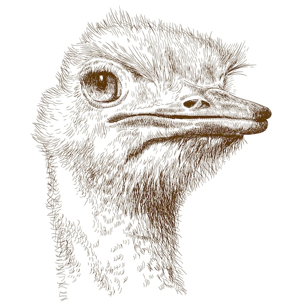 Premium Vector | Engraving illustration of ostrich head