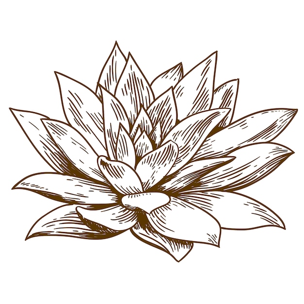 Premium Vector Engraving Illustration Of Succulent Echeveria