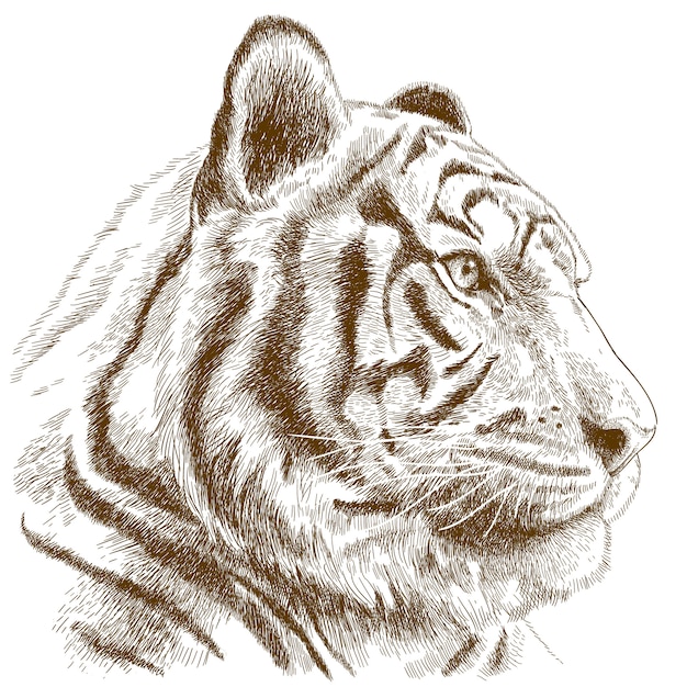 Premium Vector | Engraving illustration of tiger head