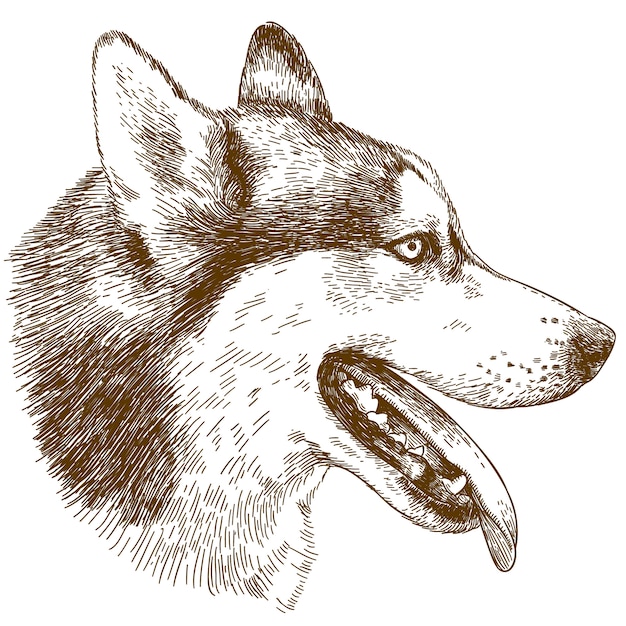 ハスキー犬の頭のイラストをエッチング プレミアムベクター