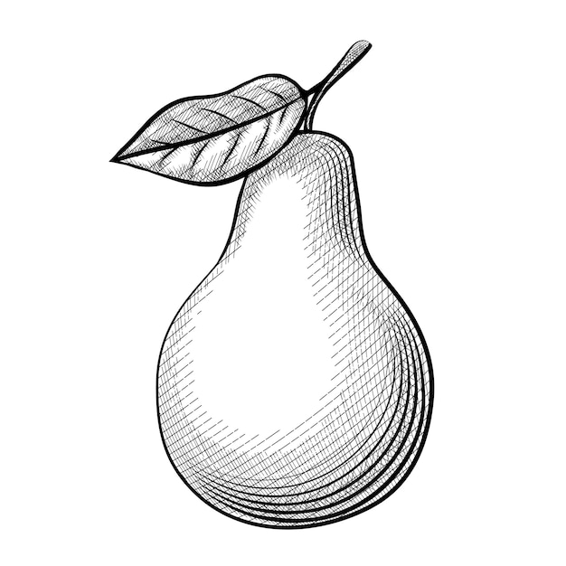 Free Vector | Etching pear. wonderful sketch pears with leaves on a ...