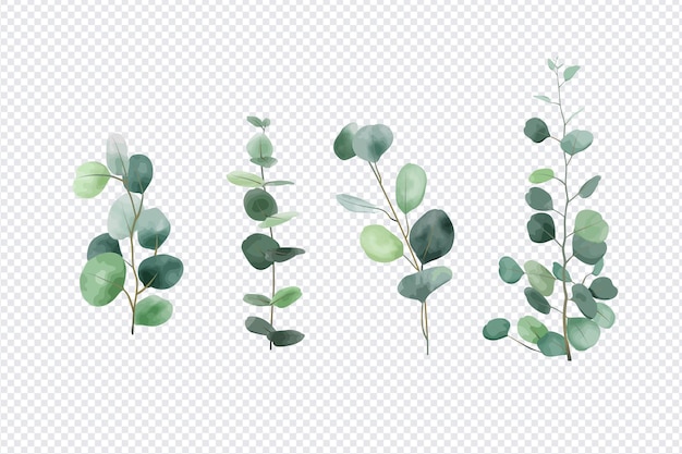 Premium Vector | Eucalyptus leaves set isolated on transparent background