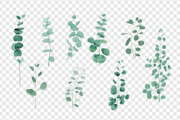 Premium Vector | Eucalyptus leaves set isolated