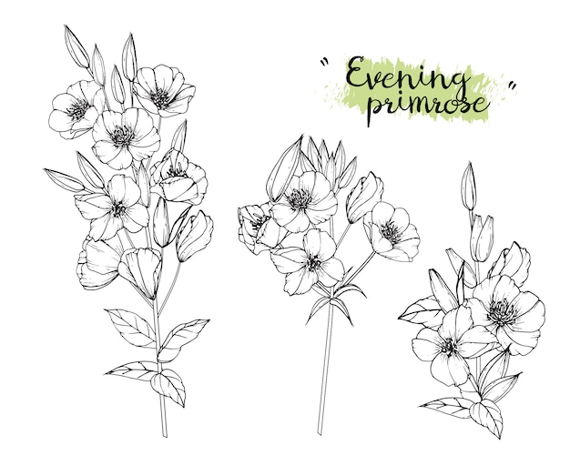 Evening primrose leaf and flower drawings. vintage hand drawn botanical