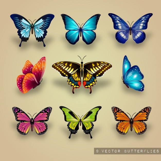 Download Butterfly Vectors, Photos and PSD files | Free Download