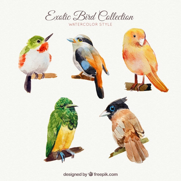 Exotic birds collection in watercolor\
style