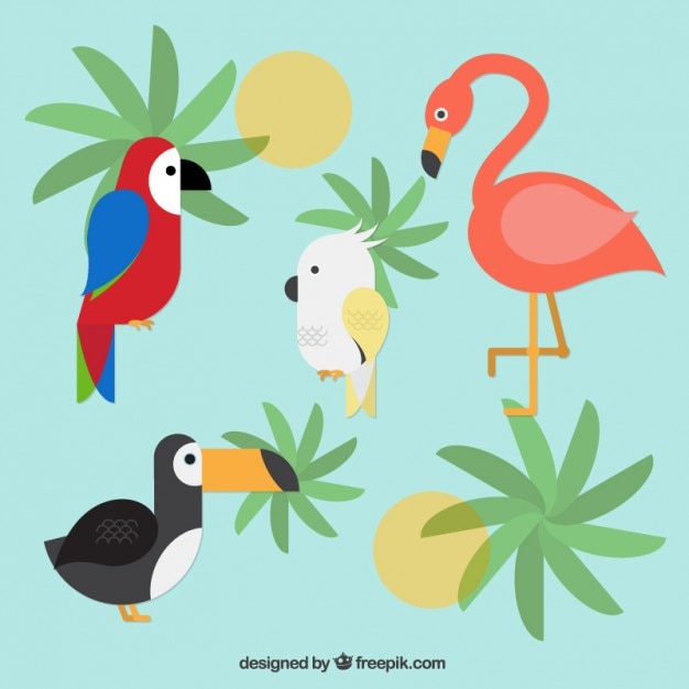 Exotic birds collection