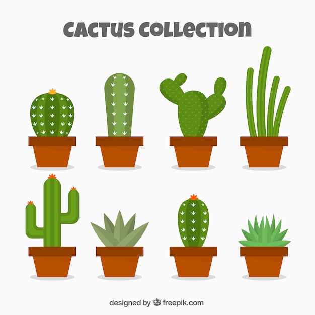 Exotic cactus collection