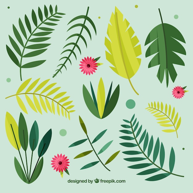 Exotic tropical leaf collection with flat\
design