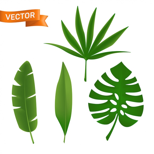 Premium Vector Exotic Tropical Palm Leaves Set Illustration Of