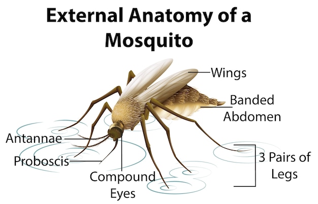 Mosquito Anatomy Diagram