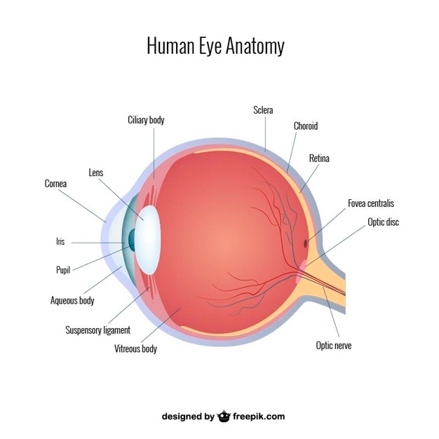 human eye anatomy drawing