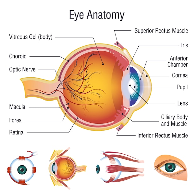 Premium Vector | Eyeball infographic anatomy icons set