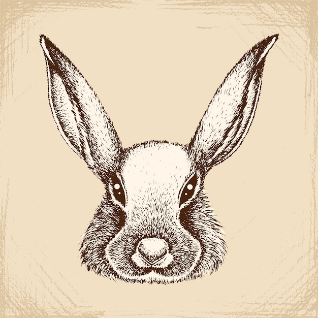 Premium Vector | The face of the rabbit.