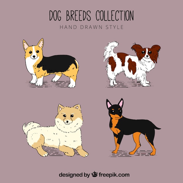 Fantastic collection of dogs with variety of
breeds
