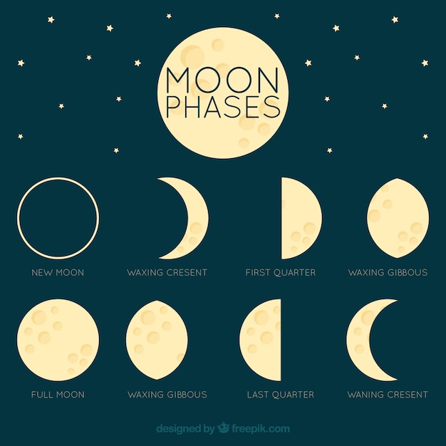 Free Vector | Fantastic moon in different phases