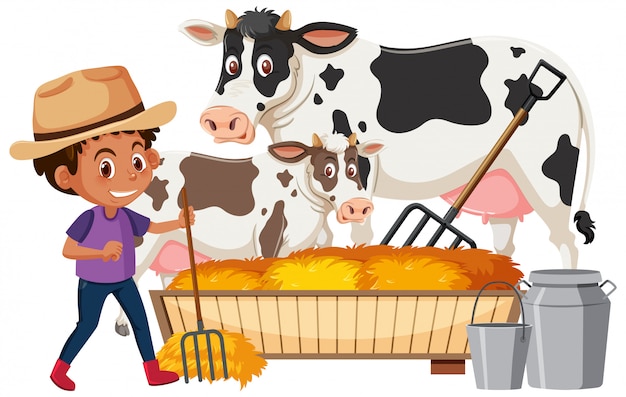 Premium Vector Farmboy Feeding Cows On White Background 3884