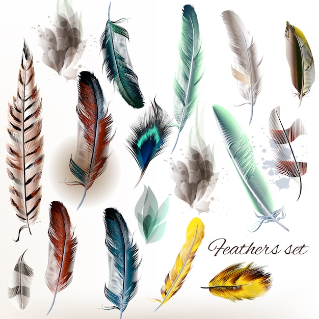 Premium Vector | Feather designs collection