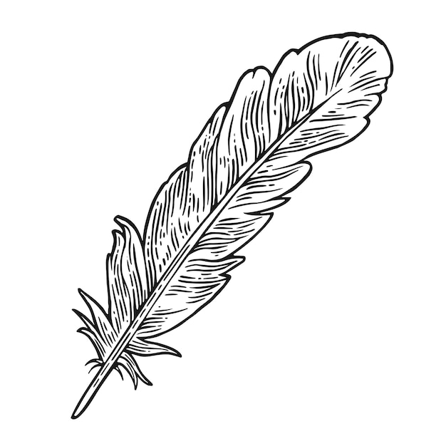 Download Feather. vintage black engraving illustration. | Premium ...