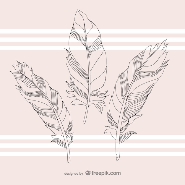 Download Feather Outline Vectors, Photos and PSD files | Free Download