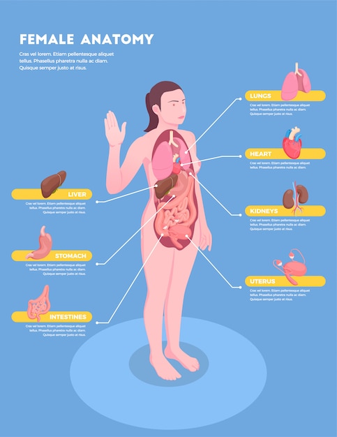 Female anatomy isometric infographics with woman body and ...