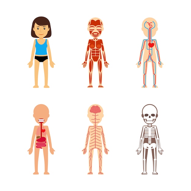 Download Female body anatomy Vector | Premium Download