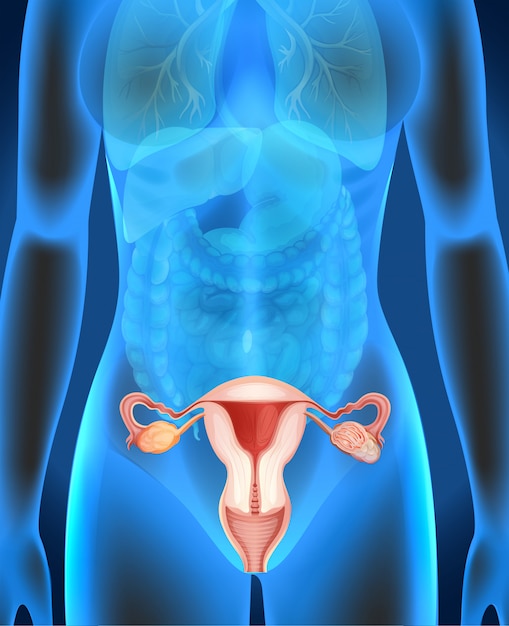 Female genitals diagram in human Vector | Free Download