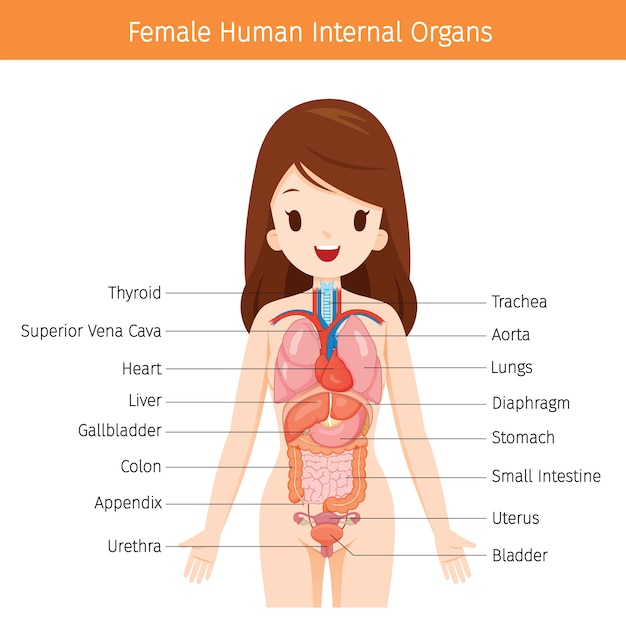 Premium Vector Female Human Anatomy Internal Organs Diagram