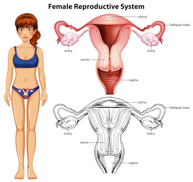 白背景の女性の生殖器 プレミアムベクター