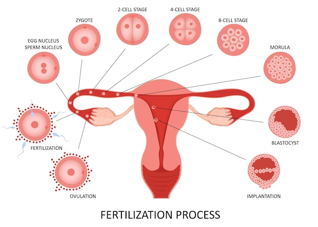 Premium Vector Female Reproductive System Ovulation And Fertilization Process Stages On White 9562