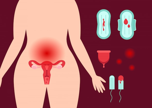 Female reproductive system. Premium Vector