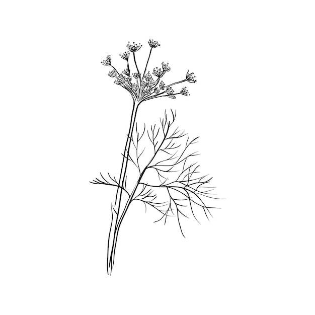 Premium Vector | Fennel or dill isolated on a white background hand ...