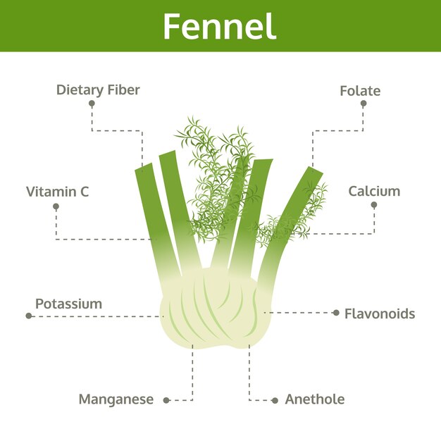 Premium Vector | Fennel Nutrient Of Facts And Health Benefits