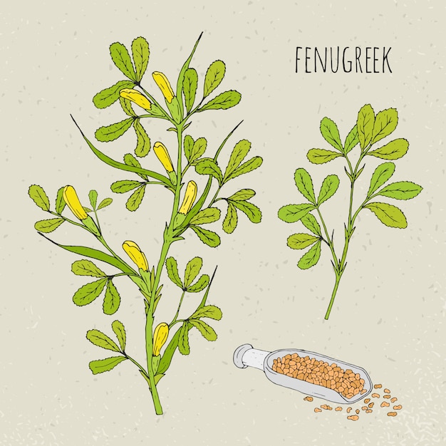 コロハ医療植物分離イラスト 植物 葉 種子の手描きセット カラフルなビンテージスケッチ プレミアムベクター コロハ医療植物分離イラスト 植物 葉 種子の手描きセット カラフルなビンテージスケッチ プレミアムベクター