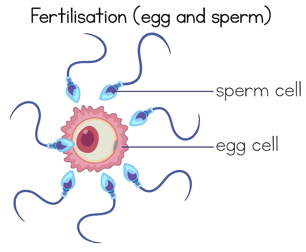 Premium Vector | Fertilisation Of Egg And Sperm Diagram