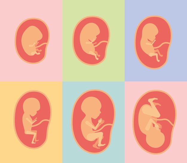 胎盤における胎児の成長 プレミアムベクター