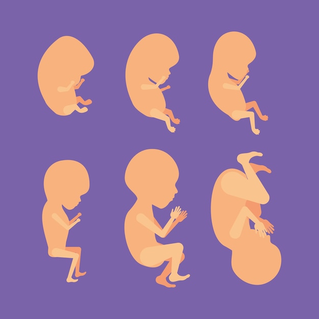 胎児の成長 プレミアムベクター